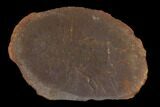 Fossil Worm (Rhaphidiophorus) Pos/Neg - Illinois #120719-3
